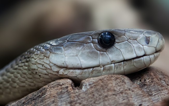 Pai encontra cobra venenosa na cama do filho; assista