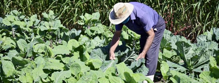 Dia do Agricultor: estado tem mais de 135 mil pequenos produtores