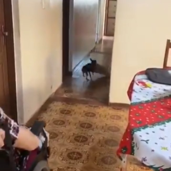 Vídeo fofo mostra cachorrinha adaptando a casa para dona que teve perna amputada