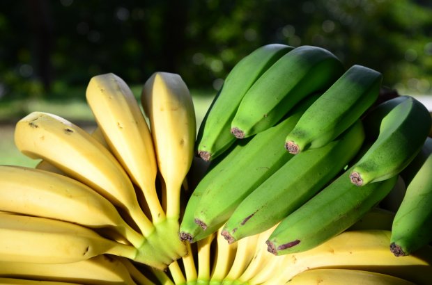 Frutas tropicais geram lucro em microclimas no Oeste Catarinense