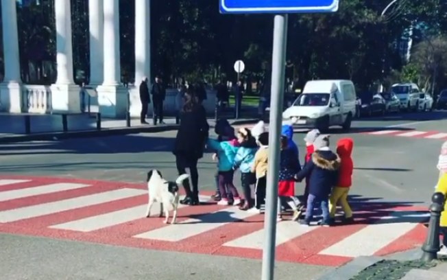 Conheça Kupata, cãozinho que ajuda crianças a atravessar a rua