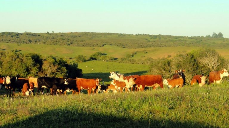 Secretaria lança Campos do Sul, para incentivar conservação de campos nativos