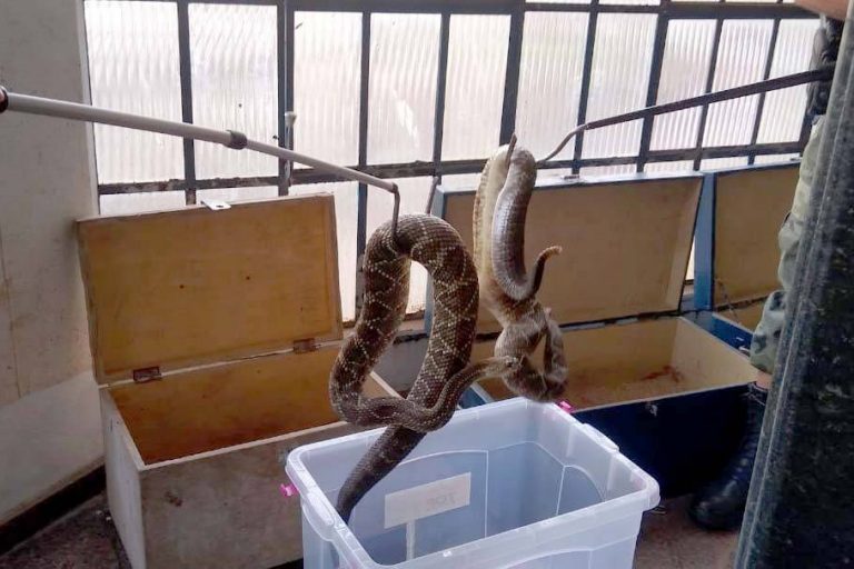 153 cobras peçonhentas são recolhidas de residência em Mandaguari