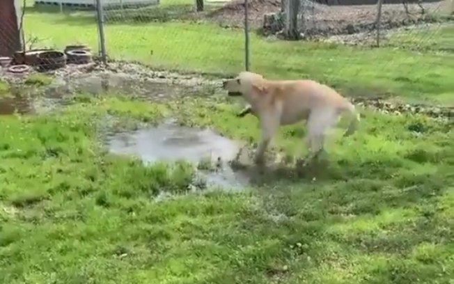 Vídeo de cão descobrindo poça d´água é a coisa mais fofa que você vai ver