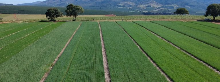 Minas avalia novas cultivares de trigo