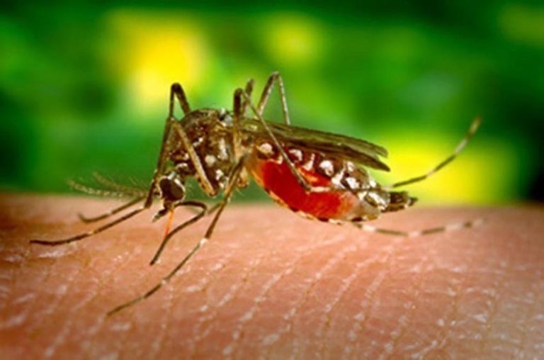 Primeiro contágio pela dengue não garante imunidade aos quatro sorotipos da doença