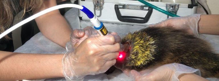 Laser acelera recuperação de animais silvestres