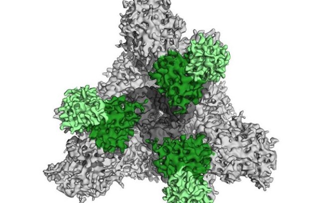Imagem mostra anticorpos atuando contra o novo coronavírus; veja