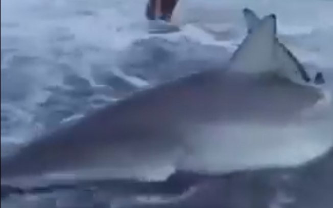 Encalhado na areia, tubarão é resgatado por jovem e devolvido ao mar; assista