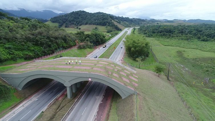 Viaduto vegetado para trânsito de micos-leões é inaugurado no Rio