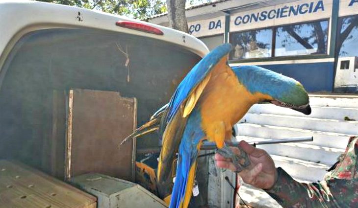 PMA de Campo Grande recolhe arara, maracanã e periquito feridos por linha de cerol