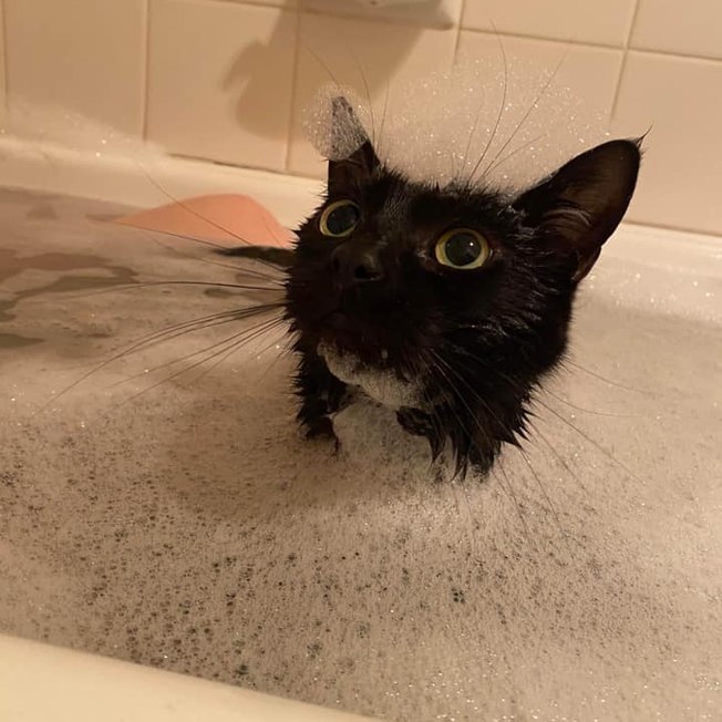 Alerta fofura! Gatinha gosta de tomar banho com a tutora todos os dias