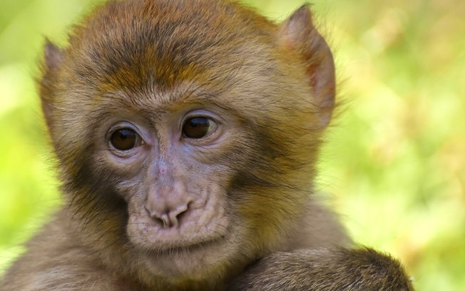 Macaco é flagrado roubando mercado em Singapura; assista