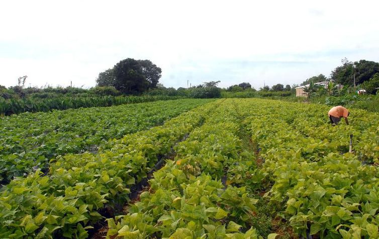 Senado aprova auxílio financeiro para agricultores familiares