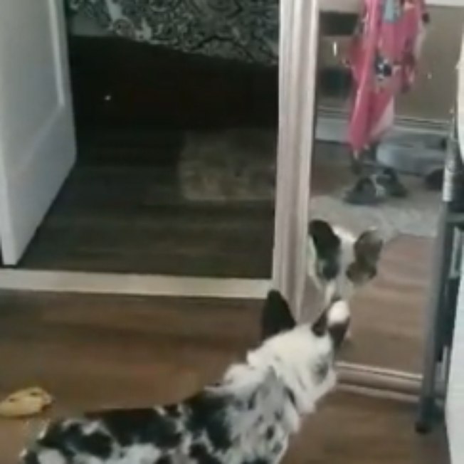 Cão pensa que seu reflexo no espelho é um “intruso”; veja vídeo