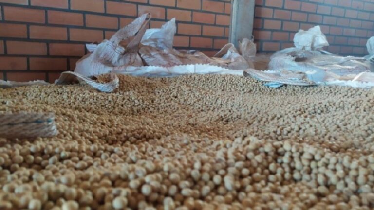 Mais de 450 toneladas de sementes piratas de soja são apreendidas