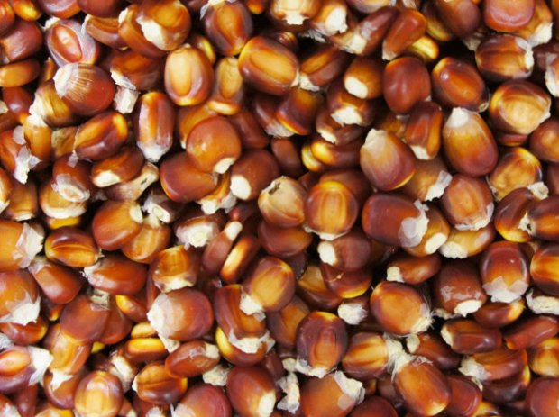 Epagri lança edital para contratar empresas multiplicadoras de sementes de milho