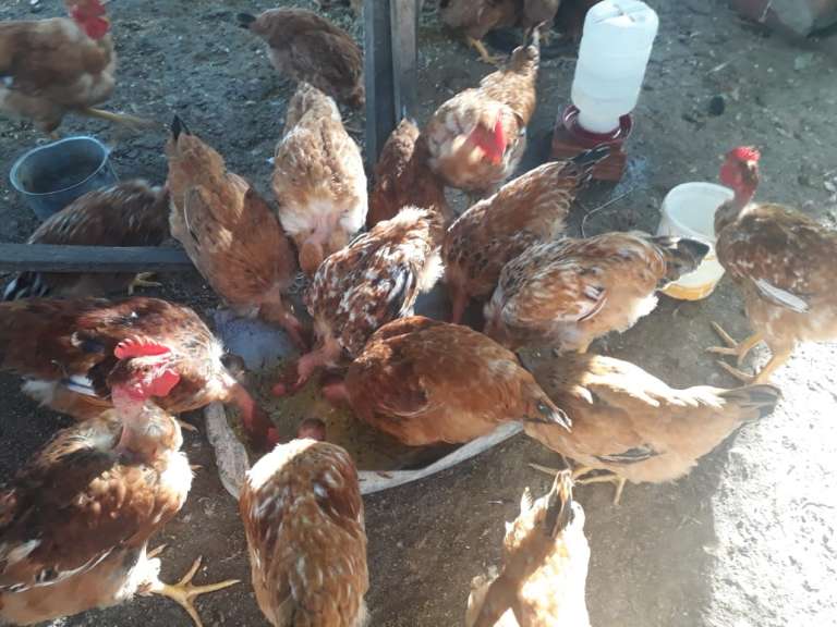 Ematerce apresenta números positivos da Avicultura e Suinocultura na região do Cariri