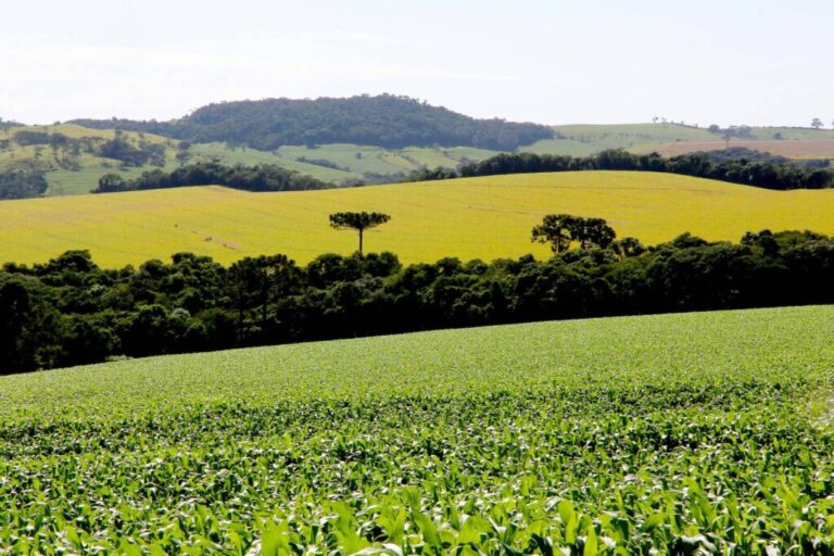 Preço das terras no Paraná  cresceu cerca de 12% este ano