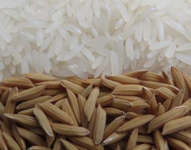 Epagri lança licitações para contratar produtores de sementes de arroz