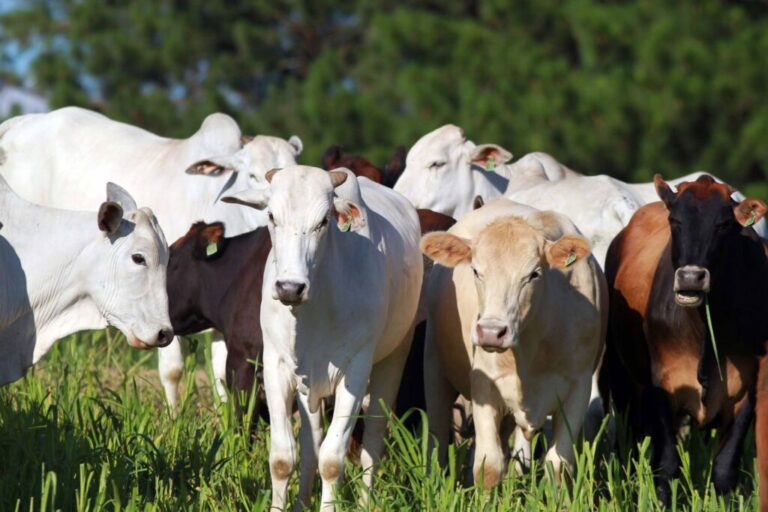 Paraná conquista reconhecimento nacional de Área Livre de Aftosa sem Vacinação