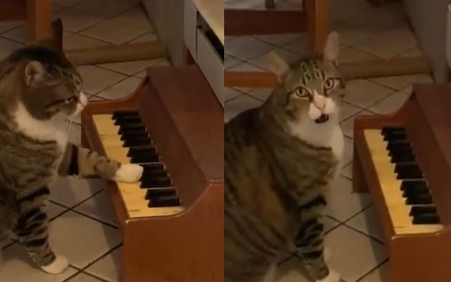Gato toca piano para mostrar para dona quando está com fome; veja vídeo