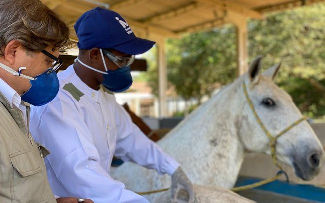 Soros produzidos por cavalos têm anticorpos potentes para a Covid-19