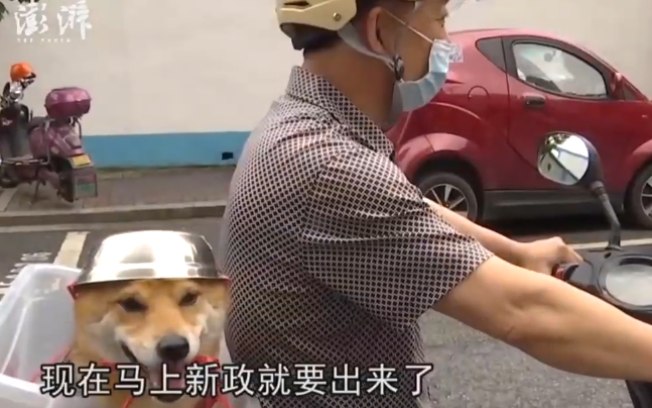 Esse cão passeando de moto com capacete é a cena mais fofa que você vai ver