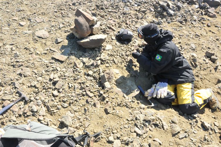 Pesquisadores brasileiros apresentam fóssil de lagostim da Antártica