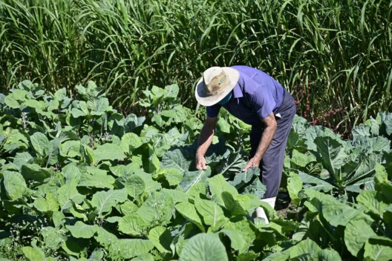 Secretaria de Agricultura lança cartilha sobre prevenção ao coronavírus para produtores rurais