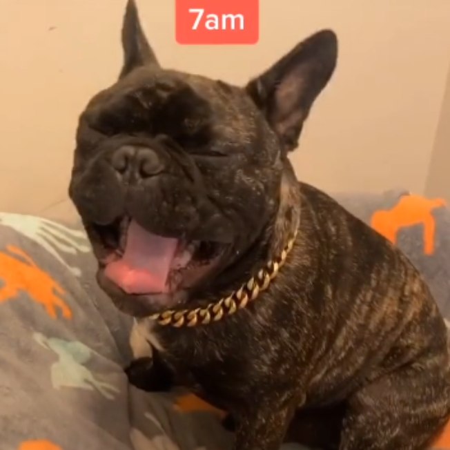A rotina matinal deste bulldog está encantando internautas; veja