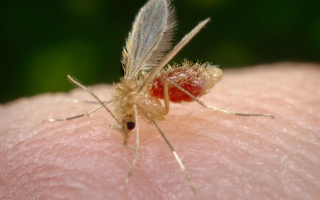 Tratamento para malária pode ser eficaz contra o novo coronavírus