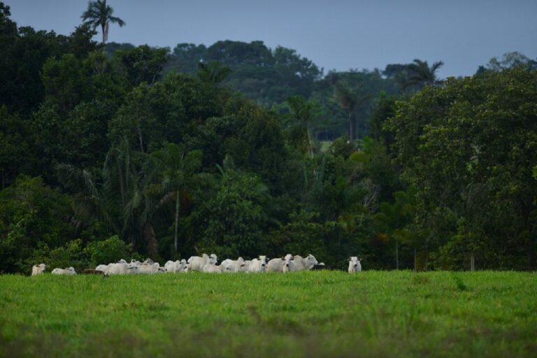 Sema e IDH firmam parceria para fomentar regularização ambiental em Mato Grosso