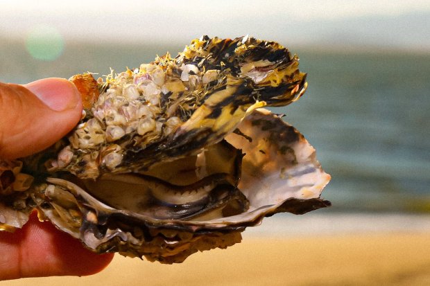 Está liberado o comércio e cultivo de ostras e mexilhões de Cacupé, Santo Antônio de Lisboa e Sambaqui, em Florianópolis