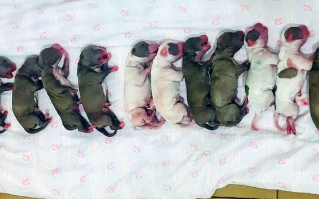 Cachorrinha vira-lata surpreende ao dar à luz 16 filhotes
