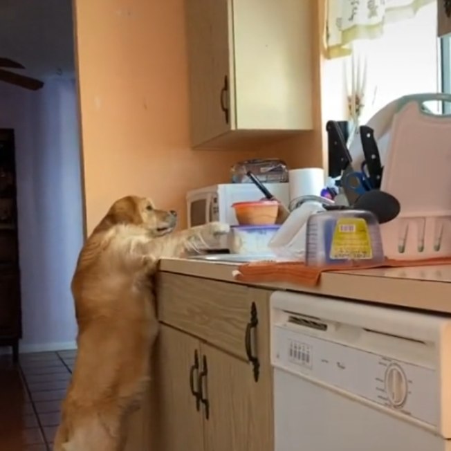 Cãozinho roubando comida escondido faz sucesso no Tiktok