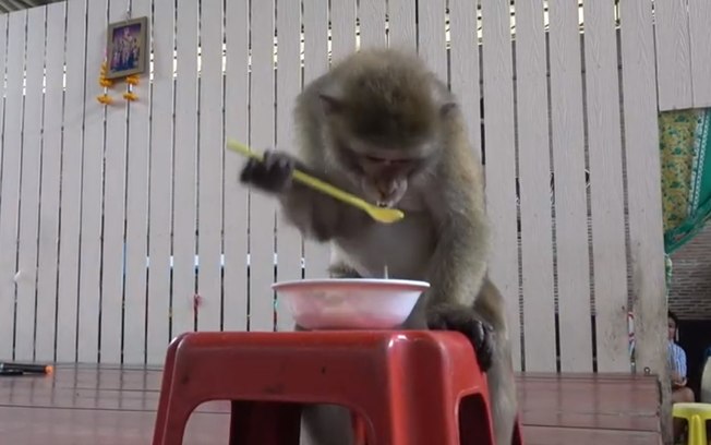 Macaco usa colher para beber leite de coco em tigela; veja o vídeo