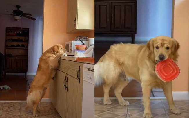 Vídeo de dona filmando o cachorro enquanto ele rouba comida viraliza