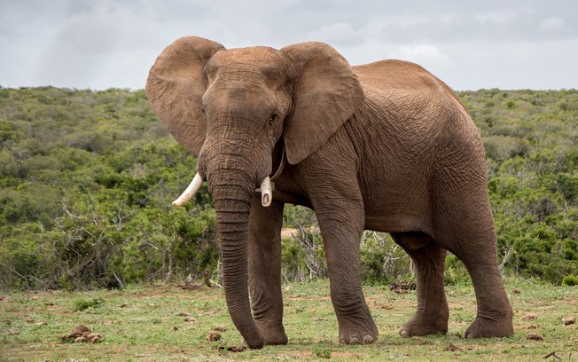 Fezes de elefante curam a Covid-19? Entenda “fake news” que viralizou na África