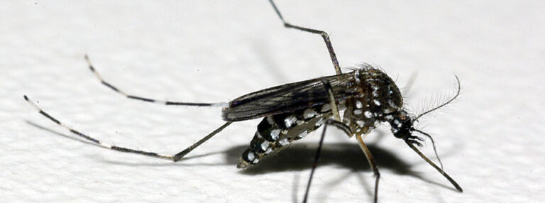 Novo teste amplia precisão do diagnóstico de dengue