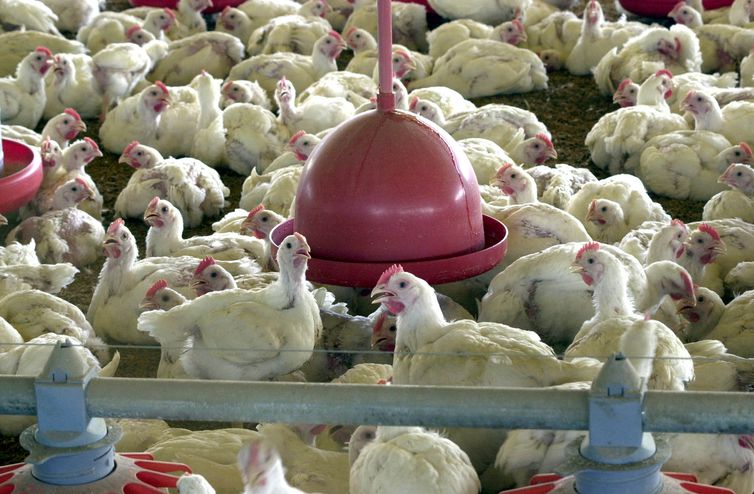 Hong Kong veta importação de frango de frigorífico brasileiro