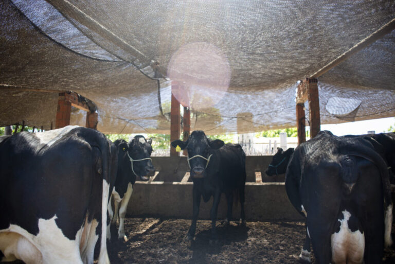 Pecuária de leite acumula crescimento de quase 63% no Ceará