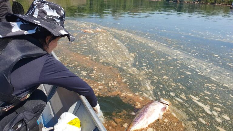 Politec analisa possíveis causas da mortandade de peixes no rio Teles Pires