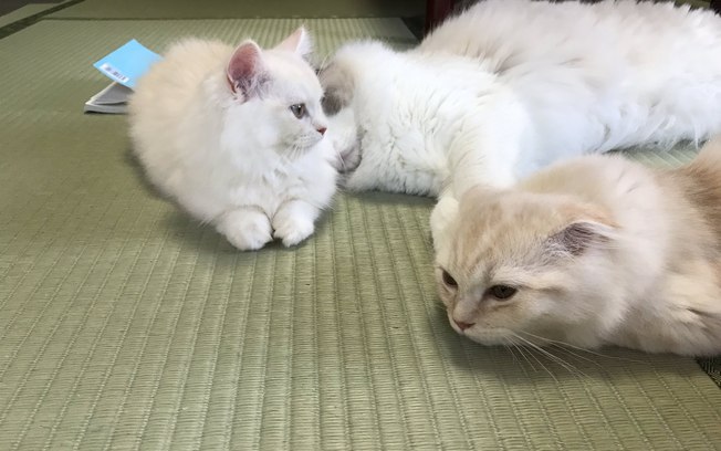 Pousada japonesa oferece gatos como companhia para hóspedes