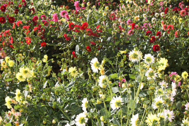 Floricultura é destaque  do boletim agropecuário