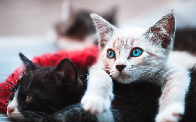 8 provas de que os gatos são os melhores bichos de estimação