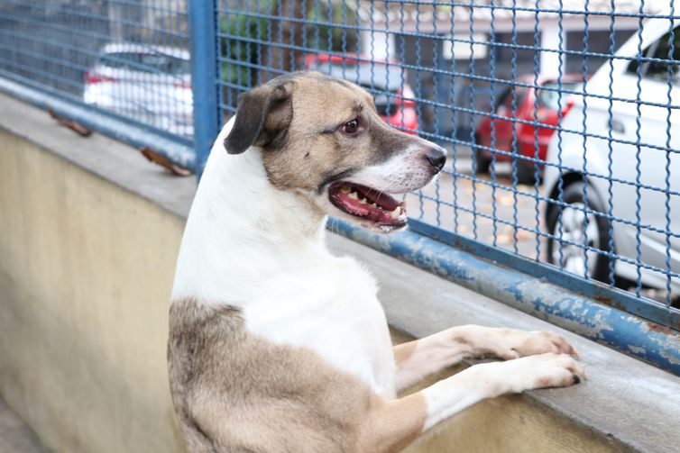 Estado do Rio promove campanha de adoção de animais