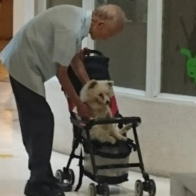 Idoso leva cãozinho ao veterinário em carrinho de bebê; veja