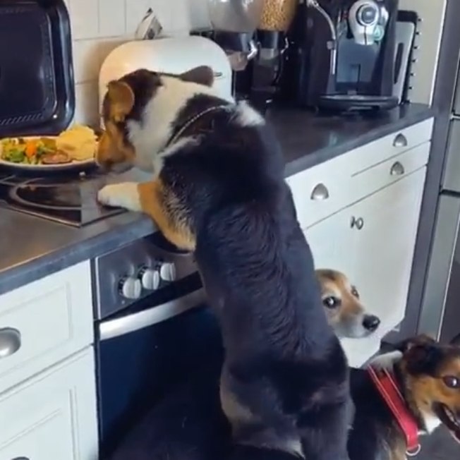 Cães se juntam para roubar comida em vídeo hilário