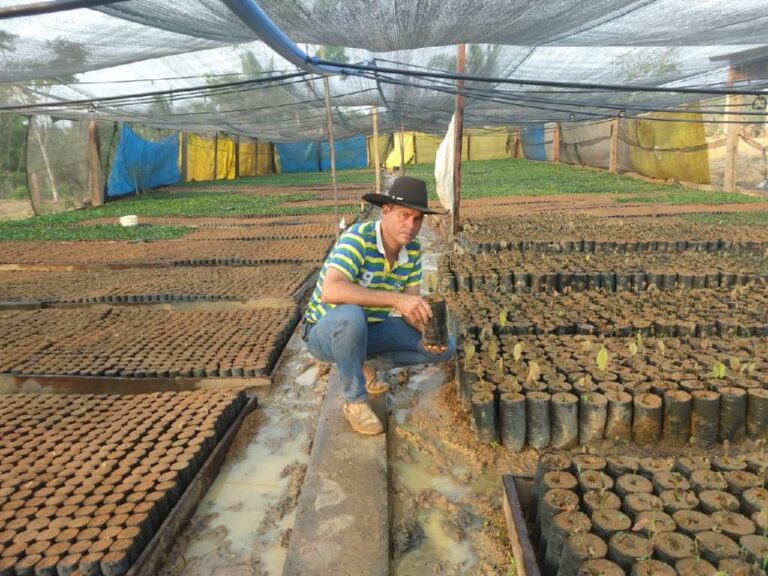 Produtor investe na produção de mudas de cacau  para fabricação de chocolate